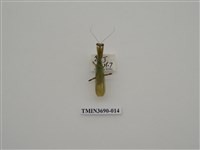 藏品(螳螂)的圖片